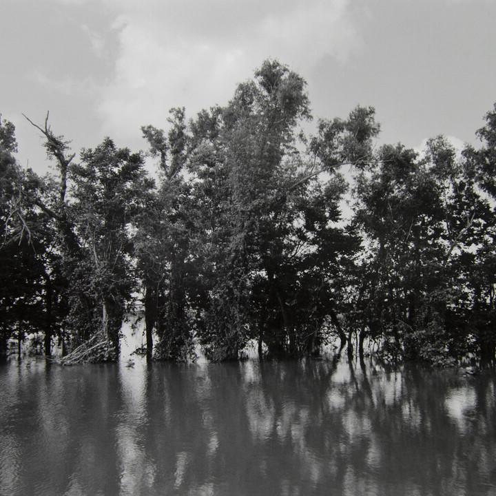 River and trees